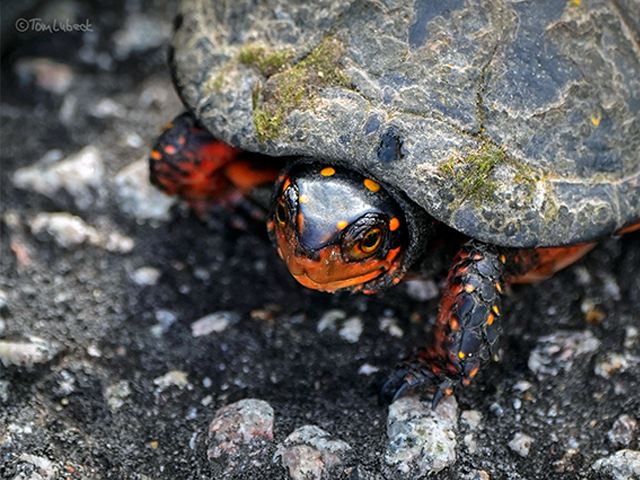 Spotted Turtle by Tom Lubeck