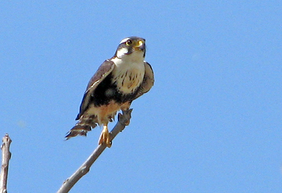 Aplomado Falcon by Simon Thompson