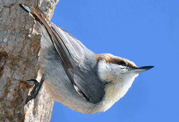 Brown-headed Nuthatch by Alan Lenk