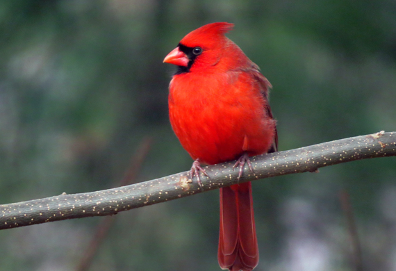 Cardinal by Ventures Birding Tours
