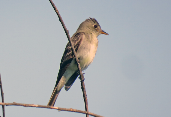 Eastern Wood-Pewee by Simon Thompson