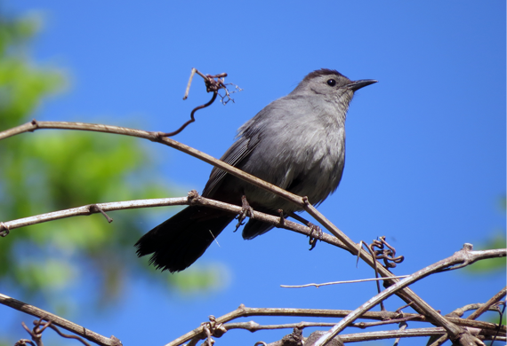 Gray Catbird by Ventures Birding