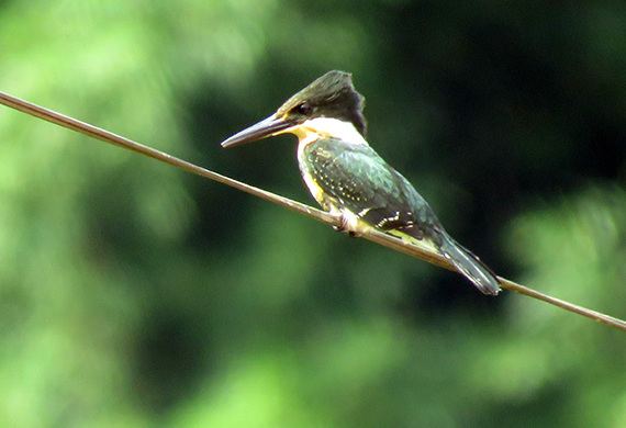 Green Kingfisher by Simon Thompson