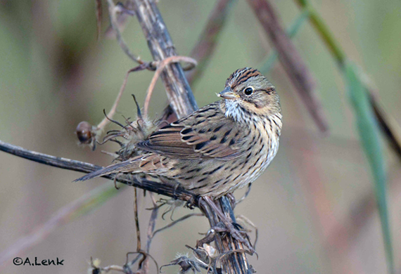 Lincoln's Sparrow by Alan Lenk