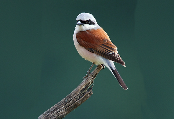 Red-backed Shrike Photo by Gabor