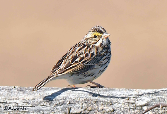 Savannah Sparrow by Alan Lenk