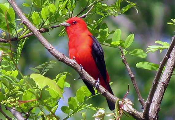 Scarlet Tanager by Ventures Birding Tours