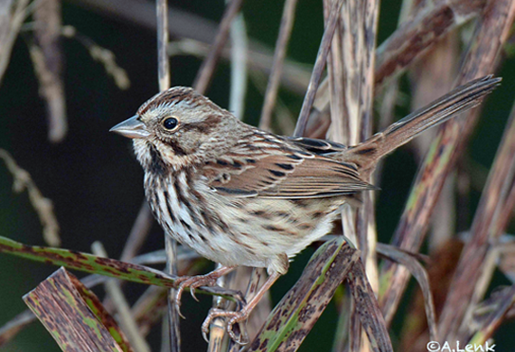Song Sparrow by Alan Lenk