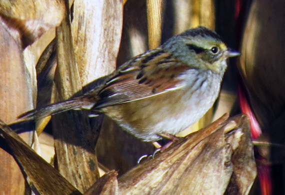 Swamp Sparrow by Ventures Birding Tours