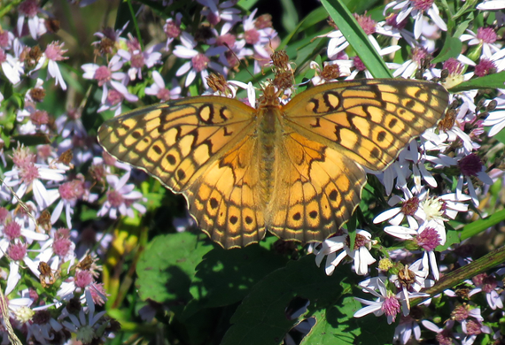  Variegated Fritillary by Ventures Birding Tours