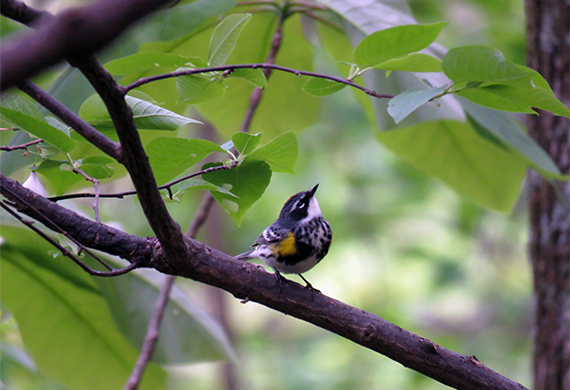 Yellow-rumped Warbler by Ventures Birding Tours