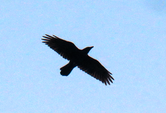 Common Raven by Ventures Birding