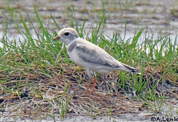 Piping Plover by Alan Lenk