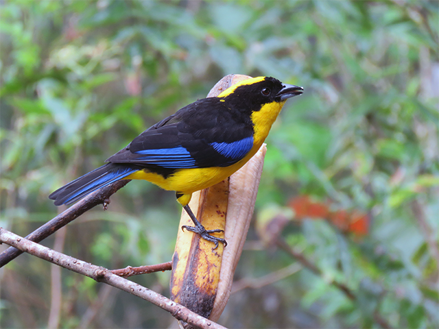 Blue-winged Mountain Tanager by Ventures Birding
